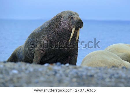 The walrus, Odobenus rosmarus, stick out from blue water on pebble beach, Svalbard, Norway.