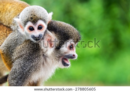 Two squirrel monkeys, a mother and her child in the Amazon rainforest near Leticia, Colombia Royalty-Free Stock Photo #278805605