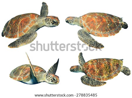 Green Sea Turtles isolated on white