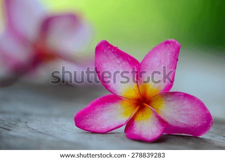 Close up of pink plumeria on the old wood background