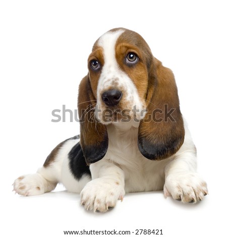 Basset Hound Puppy in front of white background