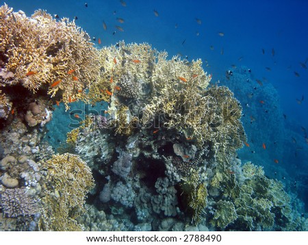 Coral colony. Red Sea