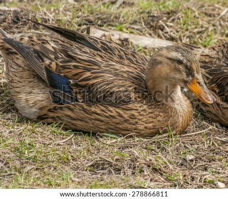 Portrait of a females of duck