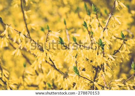 yellow spring flowers on green background with plants and branches - retro vintage grainy film look