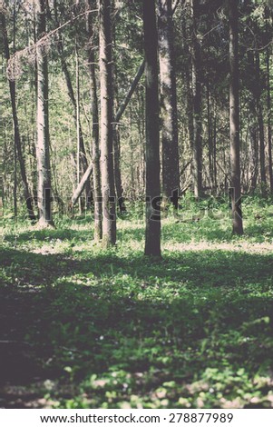 green foliage background in forest shadows - retro vintage grainy film look