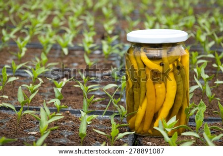 Paprika in the jar and nursery