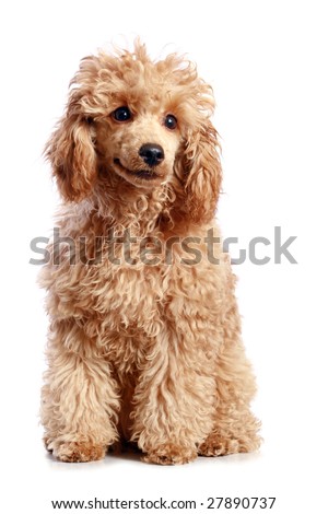 Apricot poodle puppy. isolated on white background Royalty-Free Stock Photo #27890737