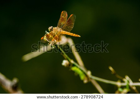 dragonfly,fly catcher,water ,blur background

