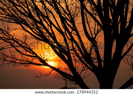 Tree branches in detail with sunset sky on background