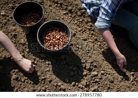 Colour picture of women planting shallots