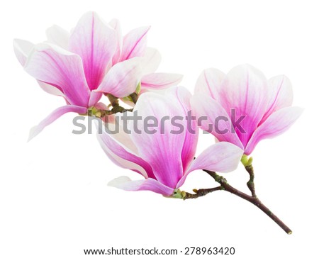 brunch with  blooming  pink magnolia   flower buds isolated on white background