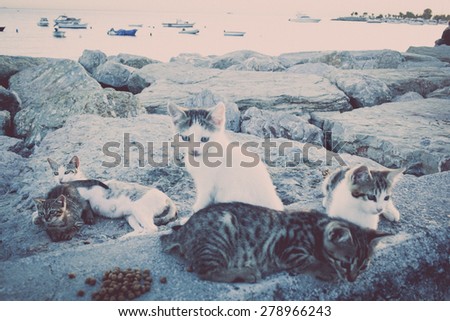 Colour picture of cats on rocks by the sea