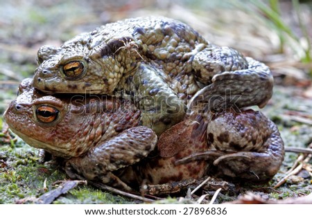 A couple of Common Toads; Bufo bufo