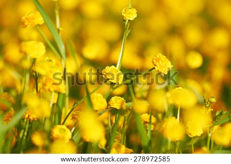 natural background with flowers