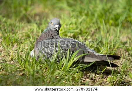 Feral pigeon sitting summer