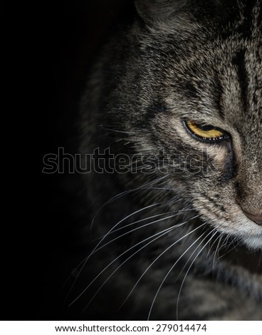 Half muzzle motley gray cat with evil yellow eyes. Photo toned