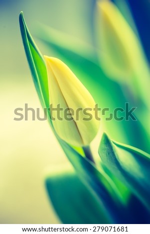 Vintage photo of yellow tulip flower. Beautiful springtime flower bouquet