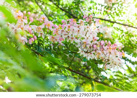 Oriental blossoming of magnolia flowers in spring time sweet and charm