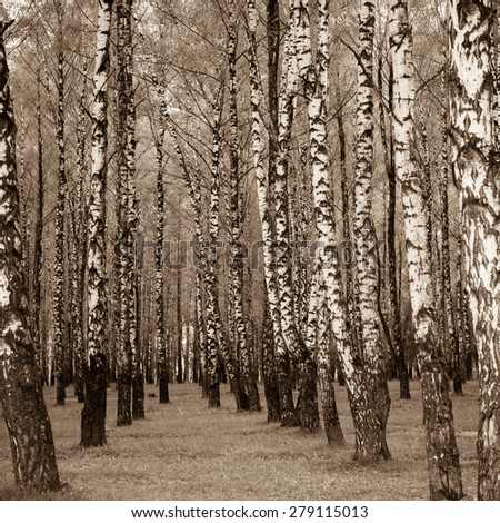 Birch trees in park. Toned photo.