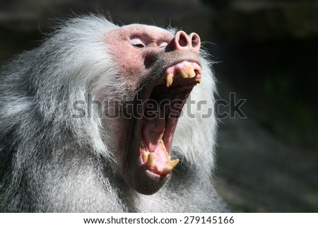 Jawning baboon monkey.