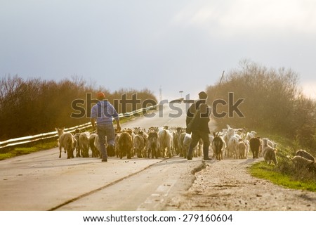 Beautiful rural landscape with sheep and shepherds