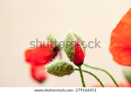 Red poppies (Papaver rhoeas) and buds with burlap texture