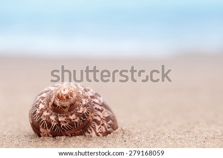 closeup tropical shell on sunny beach, natural summer  soft focus background