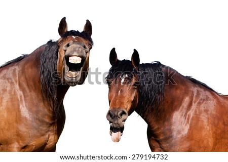 Two horses laughing at funny joke