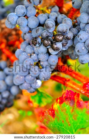 black wine grapes in the vineyard