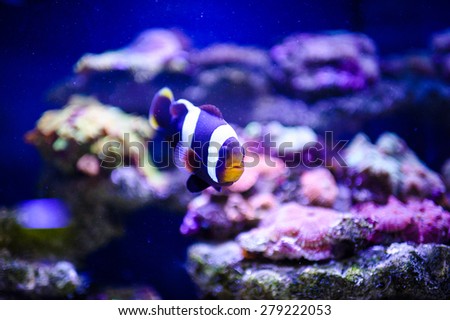 tropical colorful sea fish