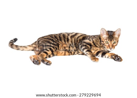 Cat breed toyger lying on white background, isolated.