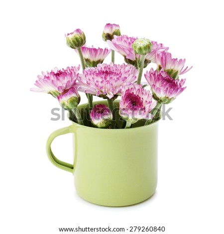 Spring purple flower in small cups cute isolated on white background