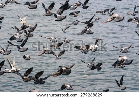 A Kit of Pigeons Flying Together in Bangkok
