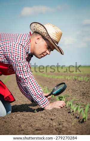 Farmer in field checking on corn