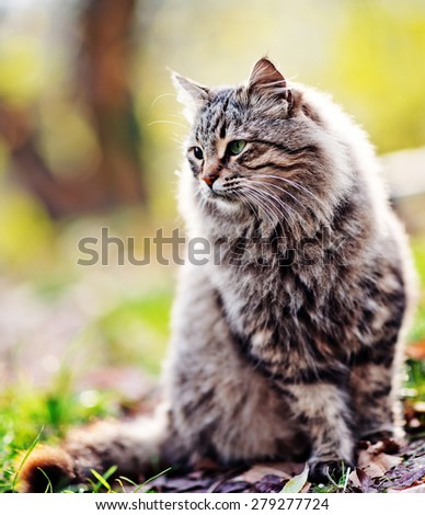 cat in autumn park