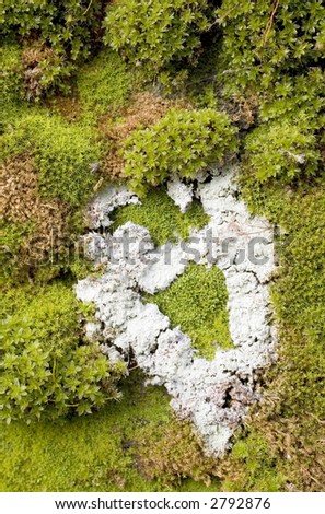 Photo of some moss and lichen on a wall.