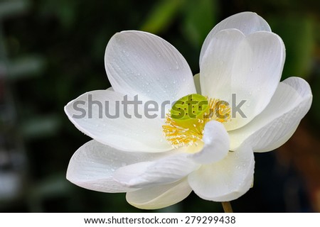 White lotus bloom in the garden, beautiful