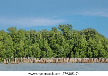 mangrove forest background