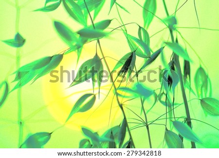 Oat twigs with green color effects at sunrise