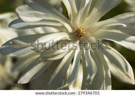 Magnolia kobus. White flowers