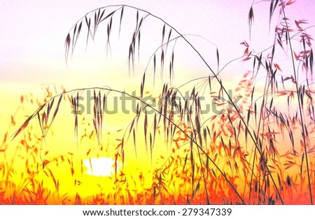 Oat field with color saturation and lighting at sunrise