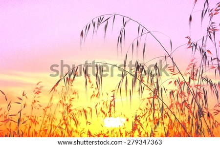 Photographic image with saturation effects of oat field at sunrise