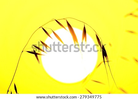Oat twig on great sun of dawn, saturated image with color effects and lighting
