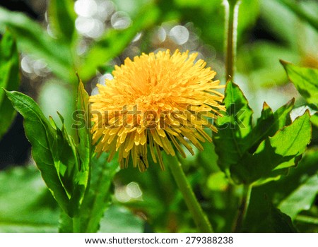 Dandelion, yellow flowers in green grass