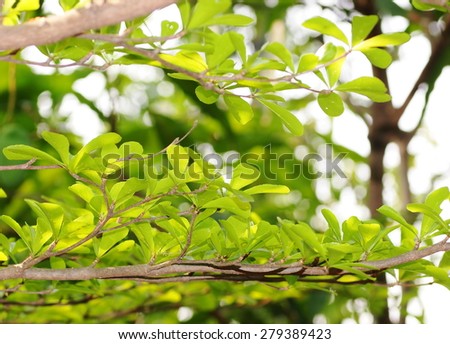 background backdrop picture photo of tropical plant trees with green leaves and brown branches in jungle taken from bottom view with light blue sky as shiny blue background and green leaves bokeh