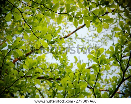 background backdrop picture photo of tropical plant trees with green leaves and brown branches in jungle taken from bottom view with light blue sky as shiny blue background and green leaves bokeh