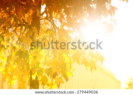 Bright sunburst through a green leafy tree 