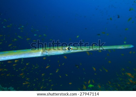 Smooth Cornetfish (Fistularia commersonii)