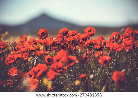 Field of wild poppy flowers. Toned picture