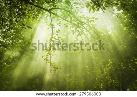 Rays of sunlight and Green Forest Royalty-Free Stock Photo #279506003